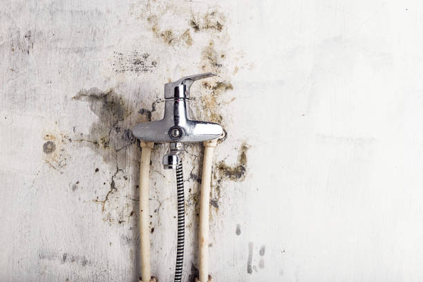 Best Industrial Mold Remediation in Calhoun City, MS
