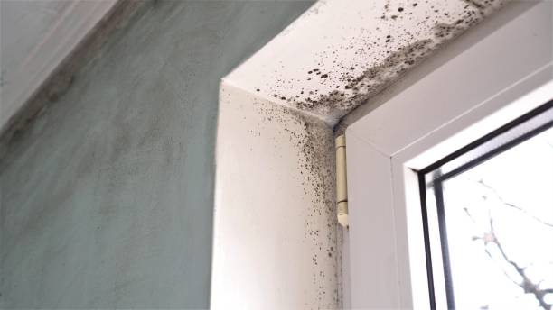 Professional Mold Remediation in Calhoun City, MS