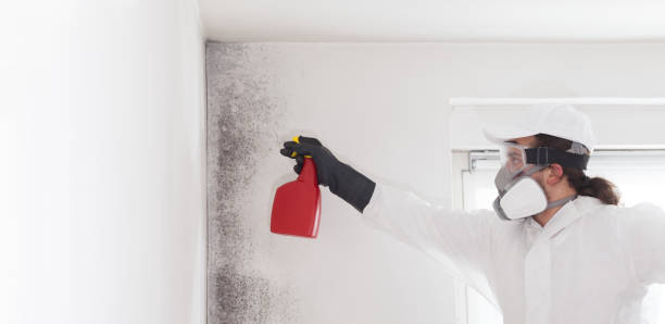 Best Attic Mold Remediation in Calhoun City, MS