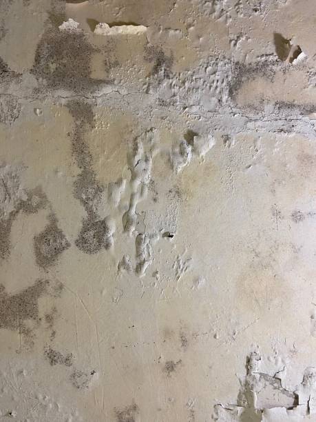 Best Insurance-Related Mold Remediation in Calhoun City, MS
