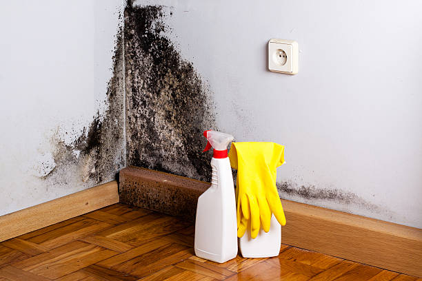 Best DIY Mold Remediation Support Services in Calhoun City, MS